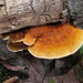 Pycnoporellus fulgens - Photo (c) sjhopkins, some rights reserved (CC BY-NC)