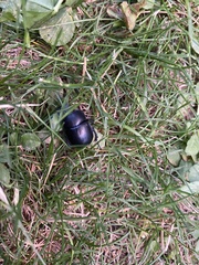 Trypocopris pyrenaeus