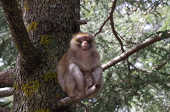 Macaca sylvanus