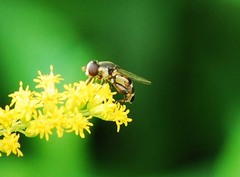 Syritta pipiens