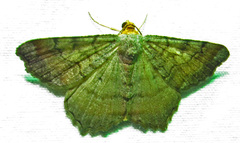 Macaria distribuaria