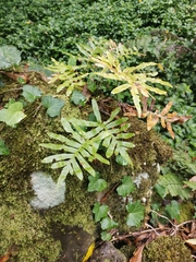 Polypodium macaronesicum azoricum