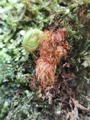 Polypodium macaronesicum azoricum