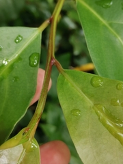 Prunus lusitanica azorica
