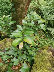 Prunus lusitanica azorica