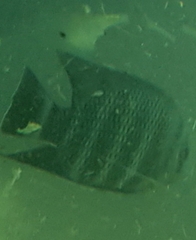 Heterotilapia buettikoferi