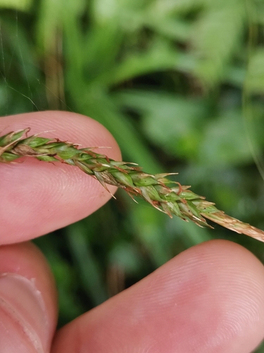 Image of Carex hochstetteriana by (c) Ljaž, some rights reserved (CC BY)