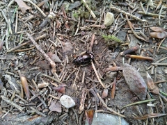 Pterostichus burmeisteri