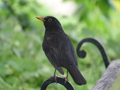 Turdus merula