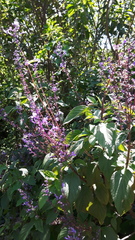 Plectranthus ecklonii