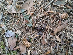 Pterostichus burmeisteri