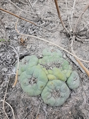 Lophophora diffusa