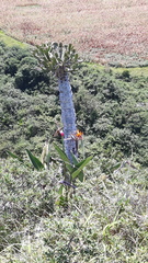 Strelitzia reginae reginae