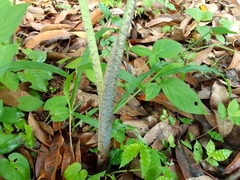 Xanthosoma wendlandii