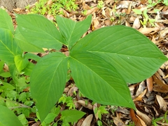 Xanthosoma wendlandii