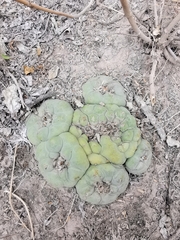 Lophophora diffusa