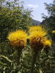 Centaurea macrocephala