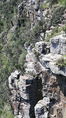 Strelitzia reginae reginae