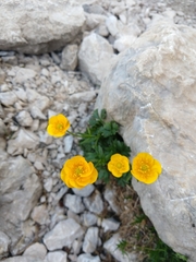 Ranunculus montanus