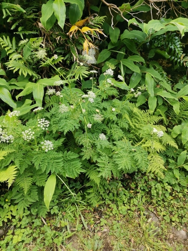 Chaerophyllum azoricum