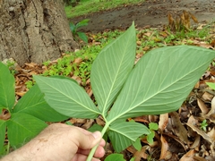 Xanthosoma wendlandii