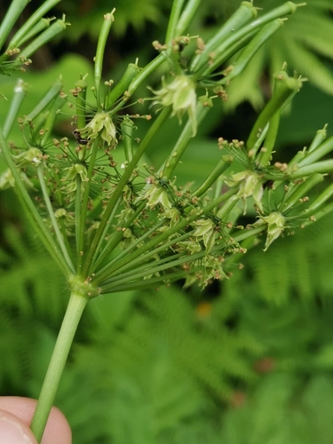 Chaerophyllum azoricum, photograph 2