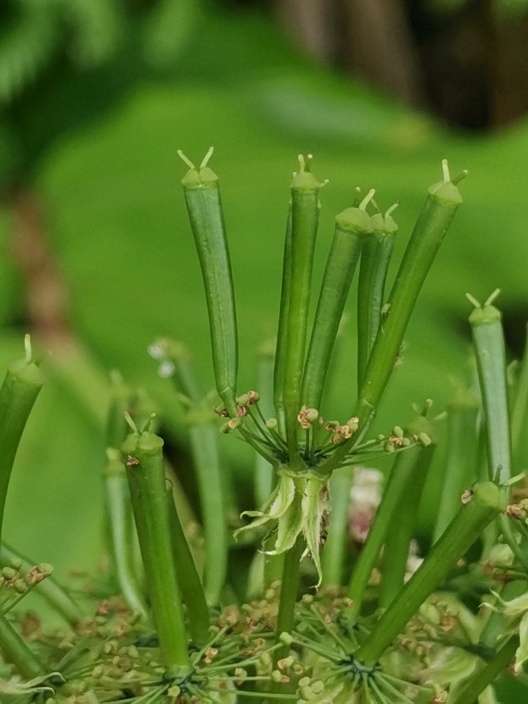 Azores chervil
