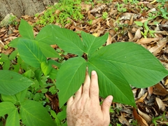Xanthosoma wendlandii