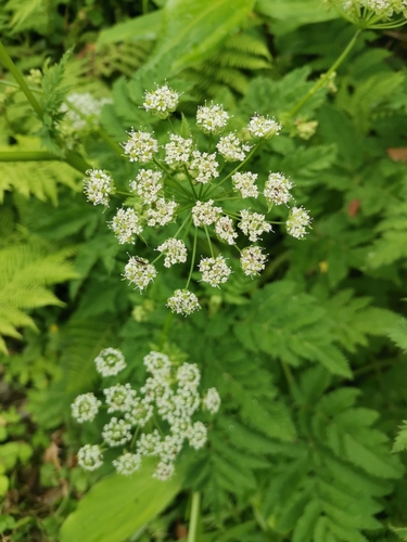 Chaerophyllum azoricum, photograph 4