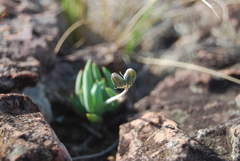 Curio crassulifolius