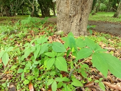 Xanthosoma wendlandii