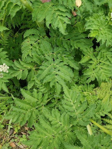 Chaerophyllum azoricum, photograph 5
