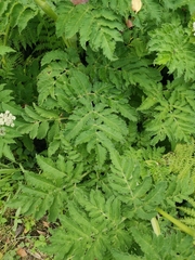 Chaerophyllum azoricum