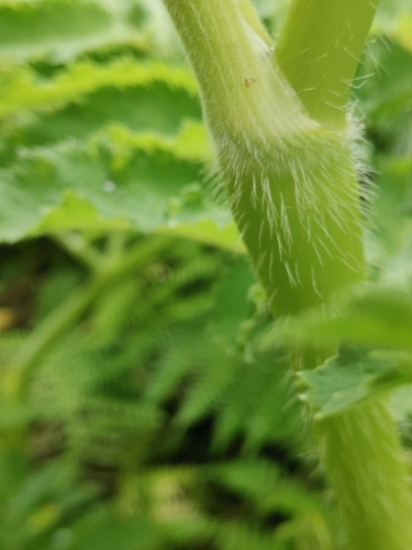 Chaerophyllum azoricum, photograph 6
