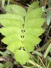Berula