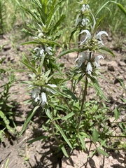 Monarda pectinata