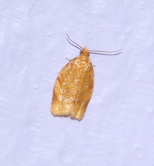Clepsis metalleta