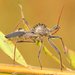 Wheel Bug - Photo (c) John Flannery, some rights reserved (CC BY-SA)