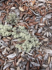 Cladonia leporina
