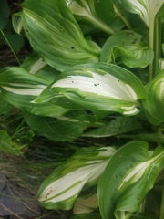Hosta undulata