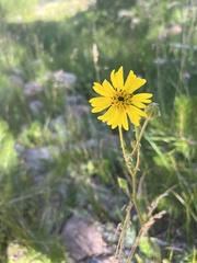 Kyhosia bolanderi