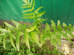 Cicuta virosa
