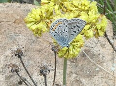 Euphilotes ancilla