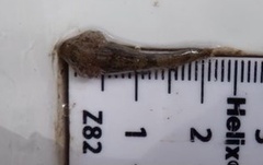 Cottus perifretum