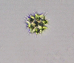 Sorastrum spinulosum