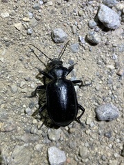 Calosoma peregrinator