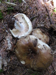 Russula dissimulans