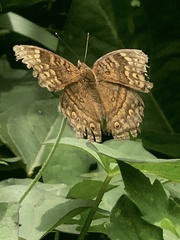 Junonia