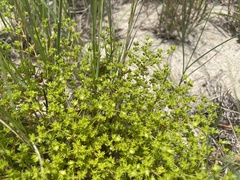 Paronychia herniarioides