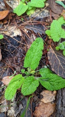 Lepechinia caulescens